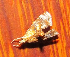 Glaphyriinae