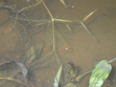 Megalops cyprinoides