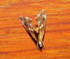 Glaphyriinae