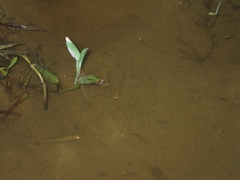 Megalops cyprinoides