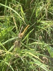 Sympetrum sanguineum