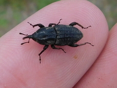 Sphenophorus cariosus