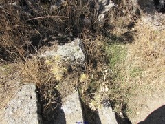 Smyrnium perfoliatum