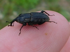 Sphenophorus cariosus