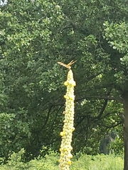 Libellula semifasciata