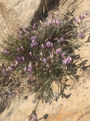 Astragalus zionis