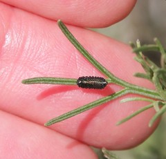 Trirhabda sericotrachyla