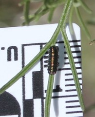 Trirhabda sericotrachyla