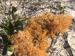 Teloschistes capensis