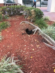 Gallus gallus domesticus