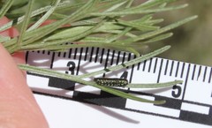 Trirhabda sericotrachyla