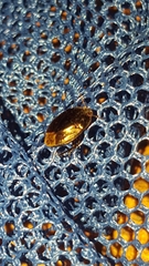 Macroscytus brunneus