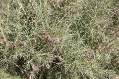 Trirhabda sericotrachyla