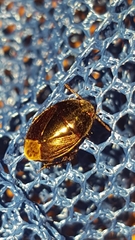 Macroscytus brunneus