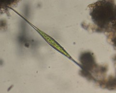 Closterium setaceum