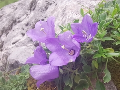 Campanula raineri