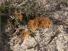 Teloschistes capensis