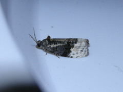 Apotomis betuletana