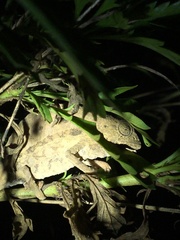 Rieppeleon brevicaudatus