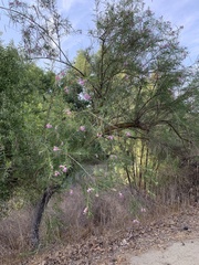 Angiospermae