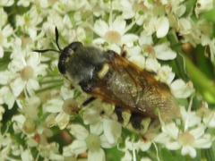 Stratiomys singularior