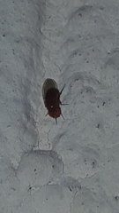 Drosophila