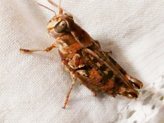 Calliptamus barbarus