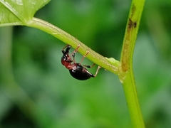 Cylas formicarius