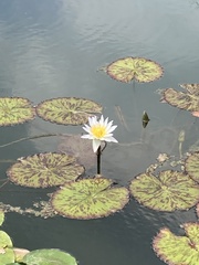 Nymphaea