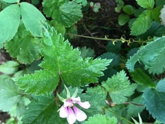 Rubus arcticus