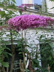 Magnoliopsida