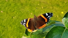 Vanessa atalanta