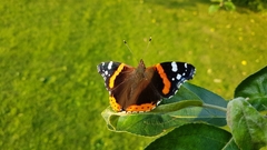 Vanessa atalanta