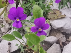 Viola dubyana