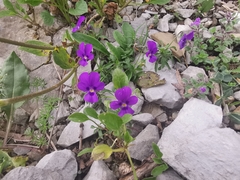 Viola dubyana