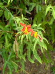 Epidendrum radicans
