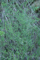 Galium angustifolium