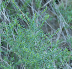 Galium angustifolium