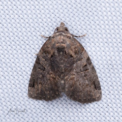 Pseudeustrotia indeterminata