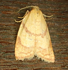 Sparganothis senecionana