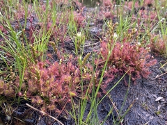 Drosera rotundifolia