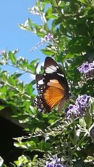 Papilio dardanus cenea