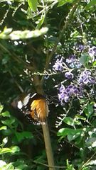 Papilio dardanus cenea