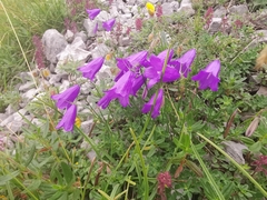Campanula carnica