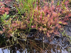 Drosera rotundifolia