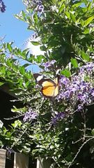 Papilio dardanus cenea