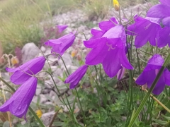 Campanula carnica