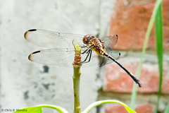 Dythemis sterilis