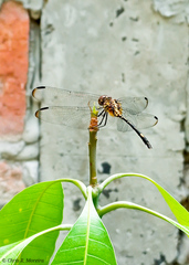 Dythemis sterilis