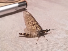 Ephemera danica
